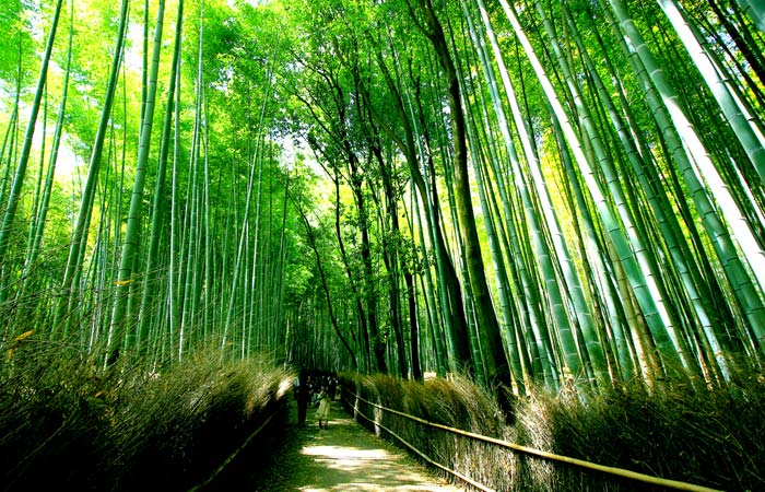 Arashiyama Bamboo Grove