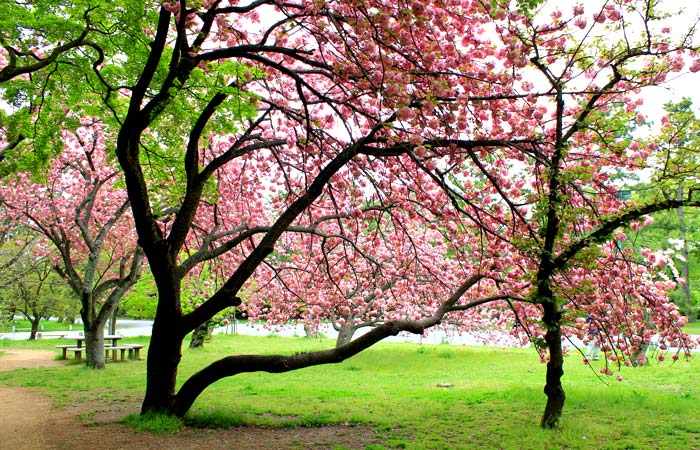 Kyoto Gyoen National Garden