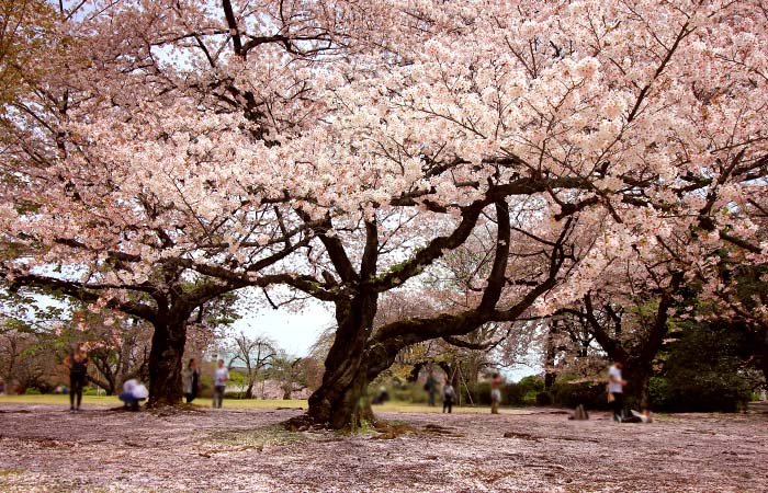 Shinjuku Gyoen National Garden