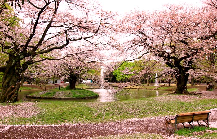 Yoyogi Park