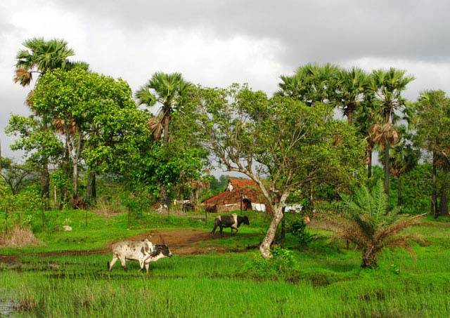 Agriculture in India
