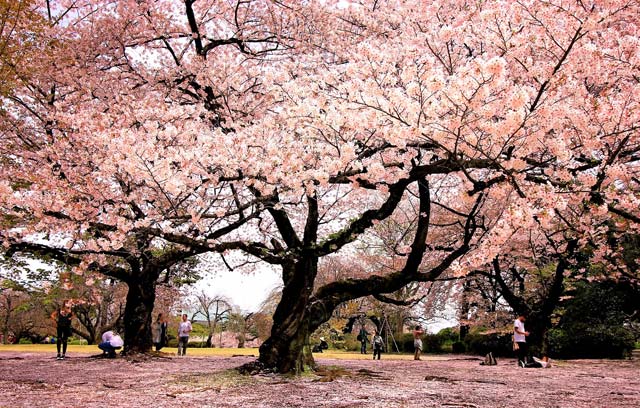 Blossoms Shinjuku Tokyo