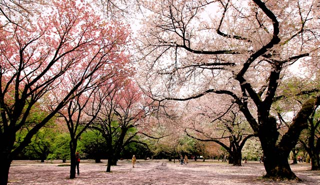 Shinjuku Blossoms